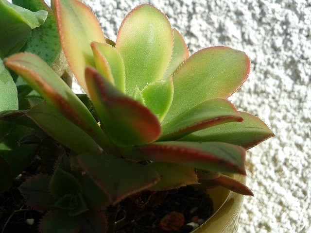 aeonium